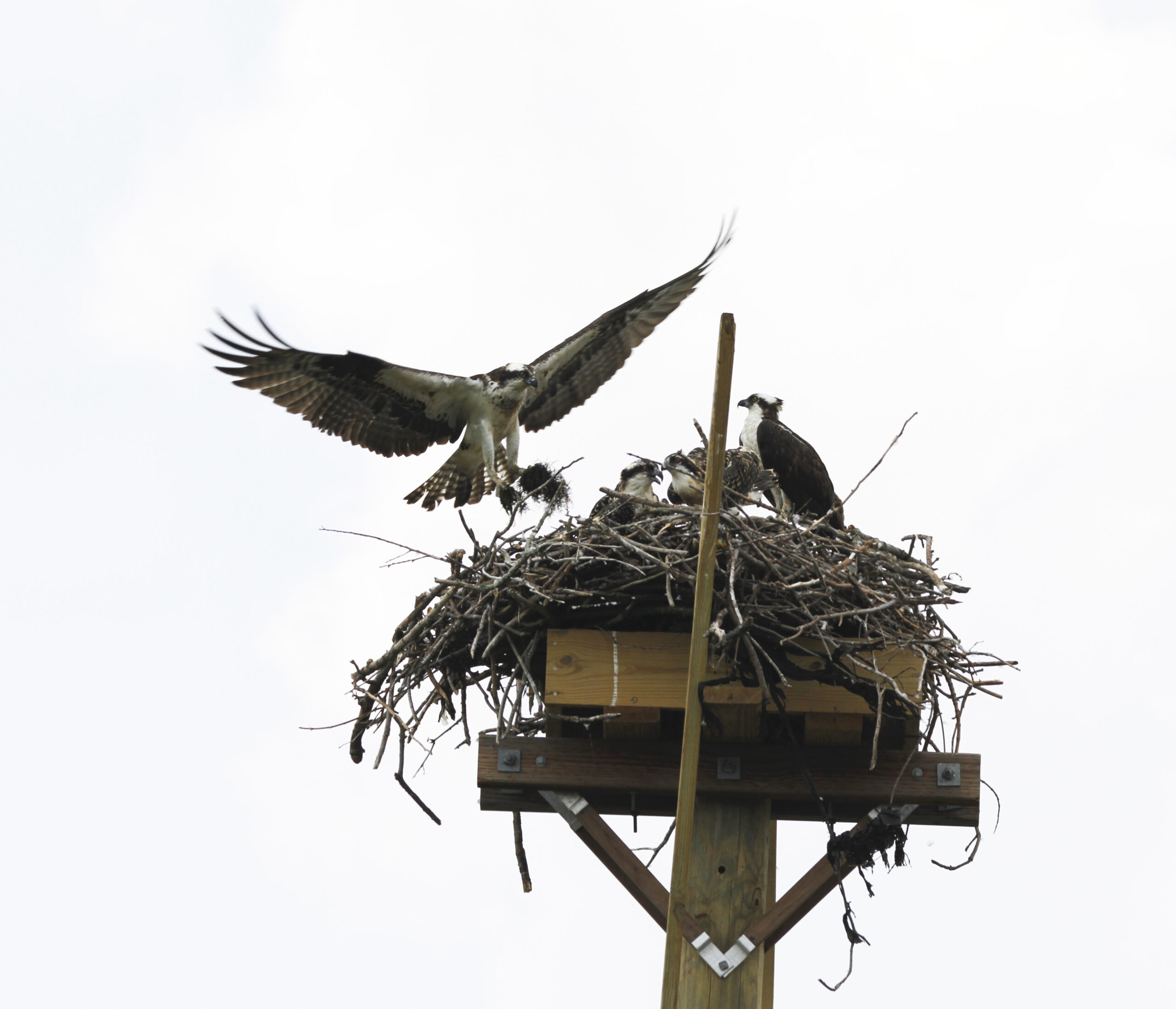osprey, avian 3