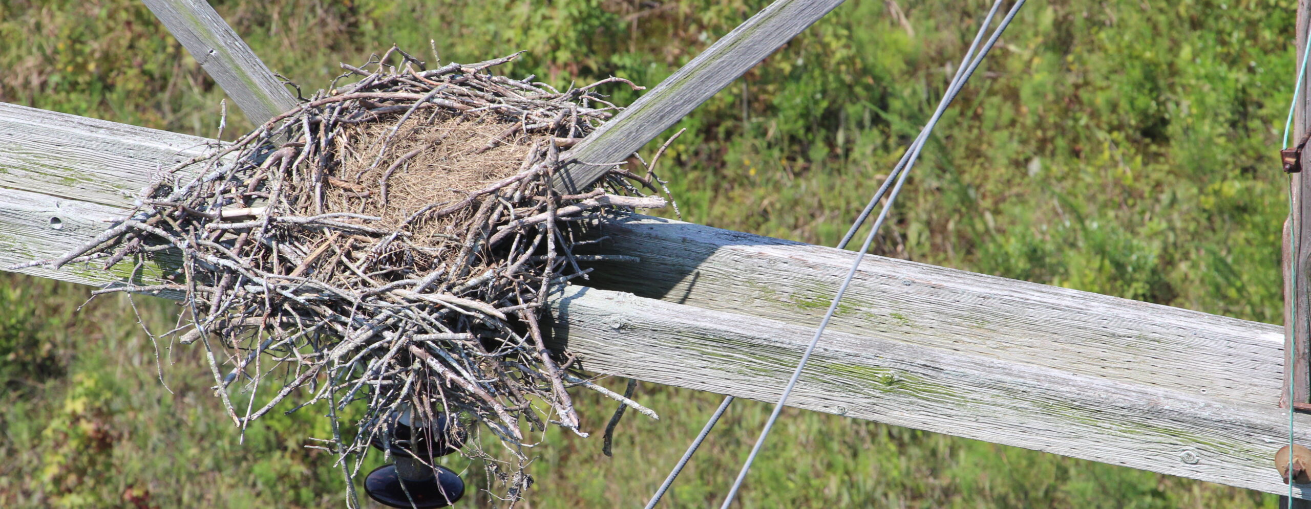 Avian Services