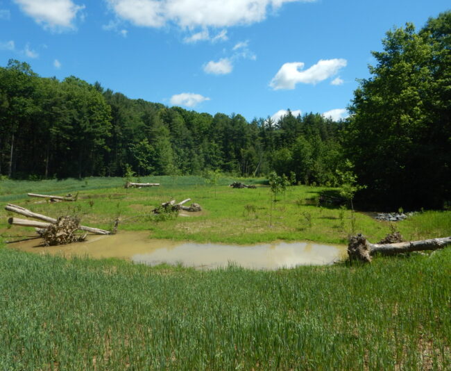 Post-construction wetland