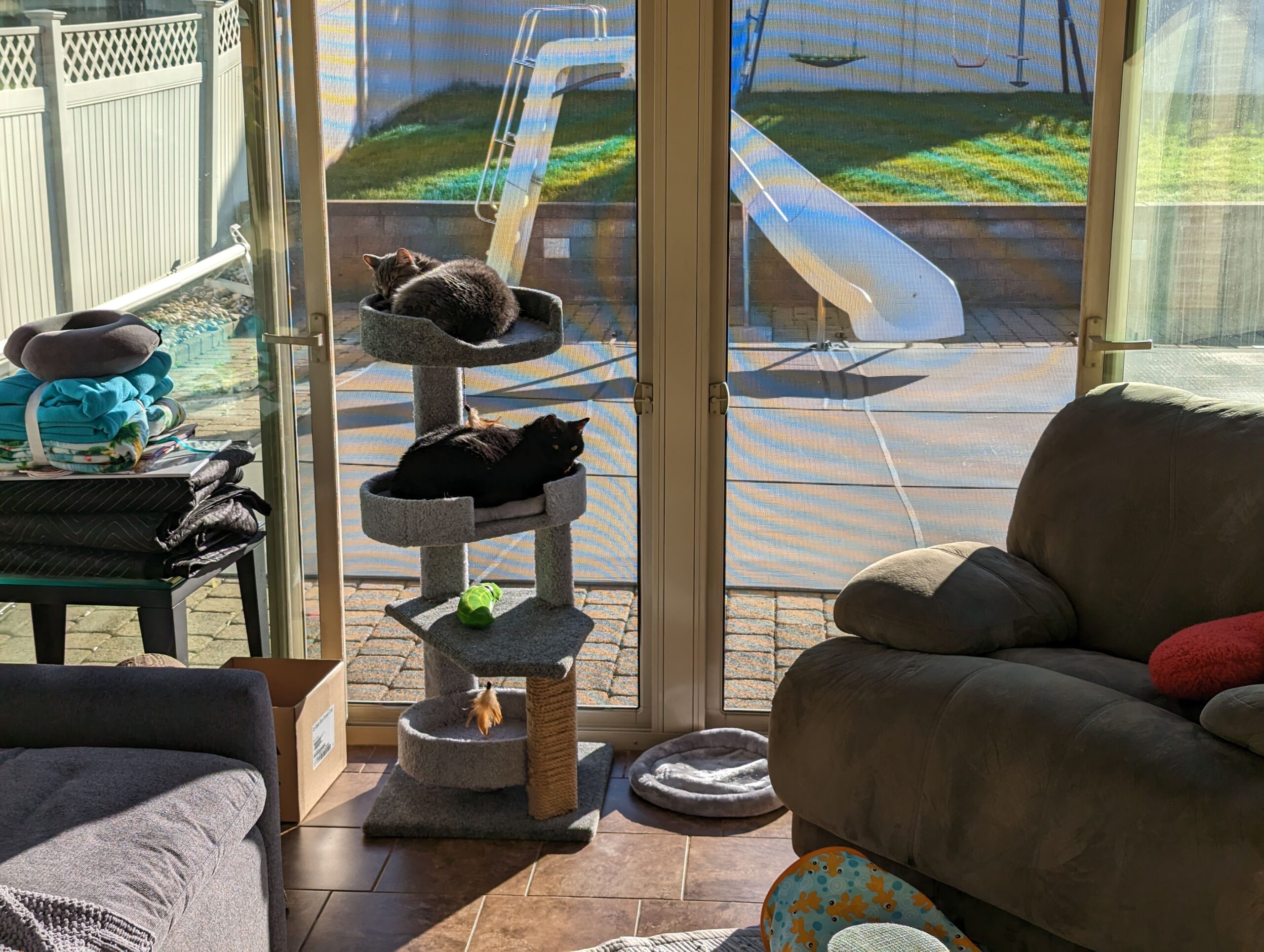 Valarie's cats, Pepper and Roscoe, enjoying the sunroom in their new house in Pittsburgh
