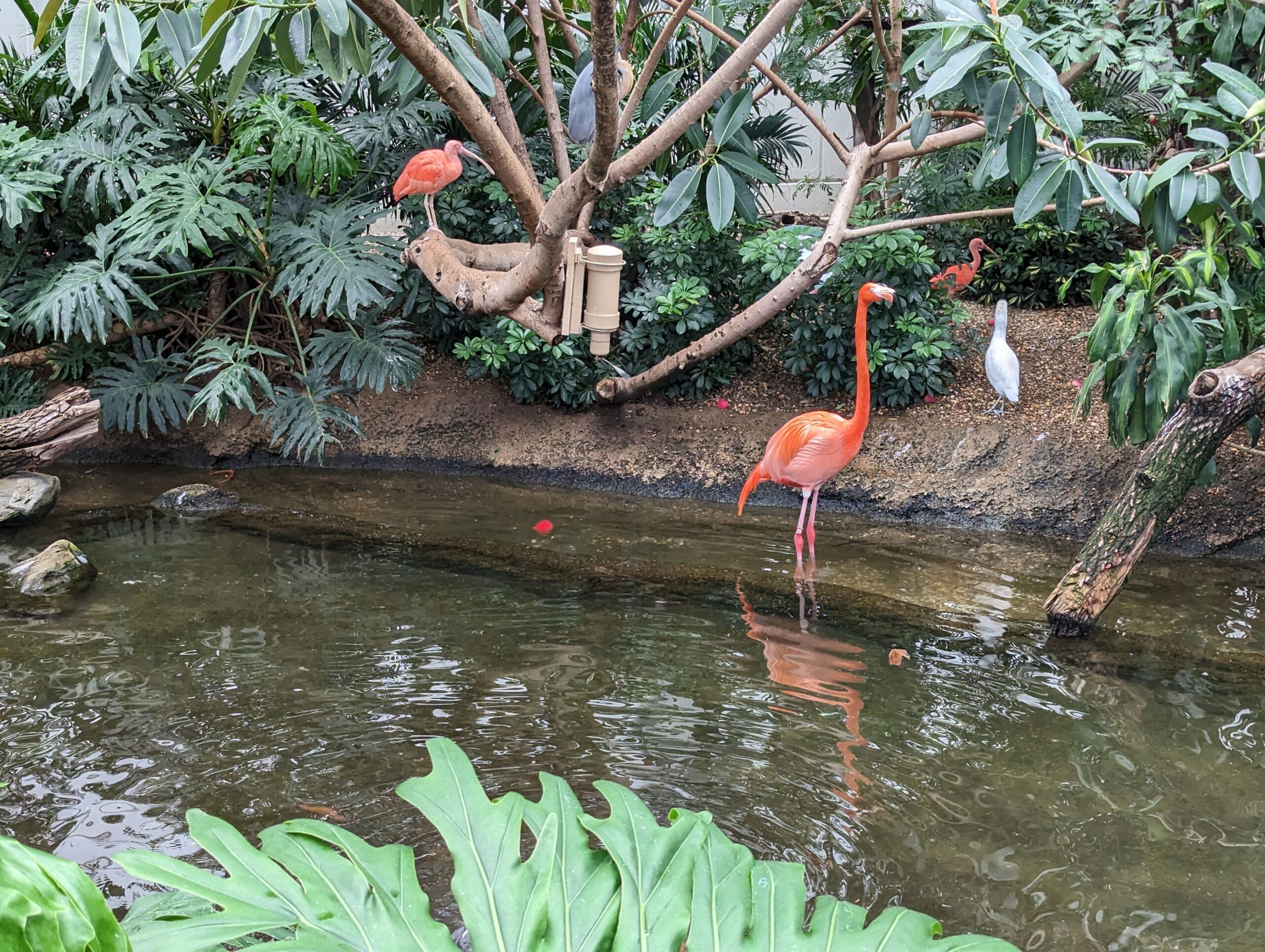 From one of Valarie's many trips to the National Aviary in Pittsburgh