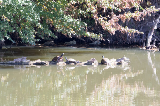 Turtles sunning themselves on a log in a pond
